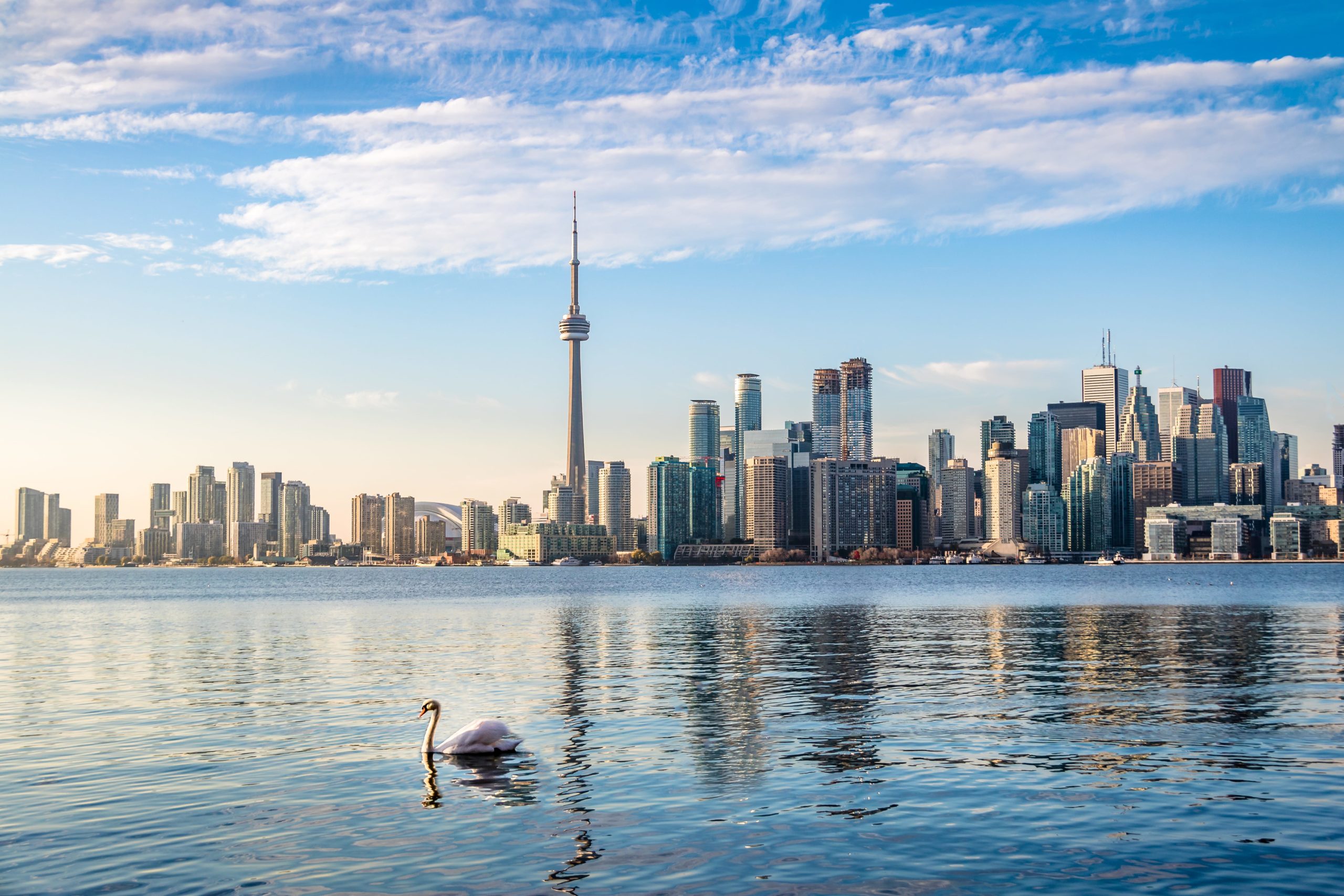 Toronto Skyline And Swan Swimming On Ontario Lake 2022 03 05 22 49 45 Utc Min